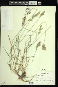 Bromus hordeaceus image