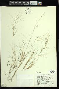 Aristida oligantha image