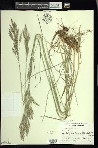 Bromus erectus image