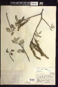 Populus grandidentata image