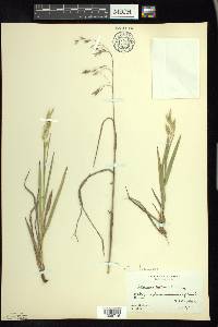 Bromus kalmii image