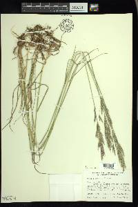 Bromus erectus image