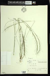 Aristida purpurascens image