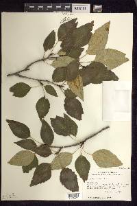 Populus balsamifera image