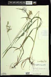 Bromus kalmii image