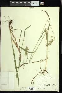 Bromus kalmii image