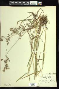 Bromus kalmii image