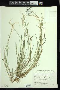 Torreyochloa fernaldii image