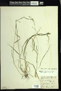 Sphenopholis intermedia image