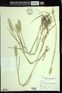 Triticum aestivum image