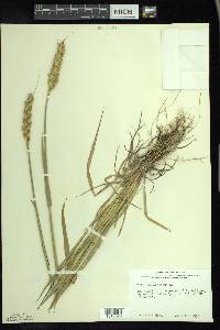 Triticum aestivum image