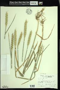 Triticum aestivum image