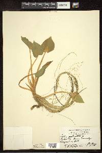 Calla palustris image