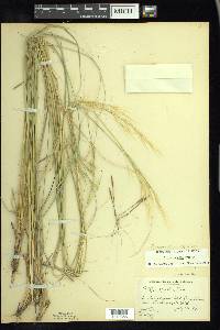 Hesperostipa spartea image