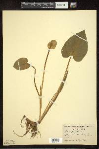 Calla palustris image