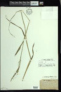 Torreyochloa pallida image