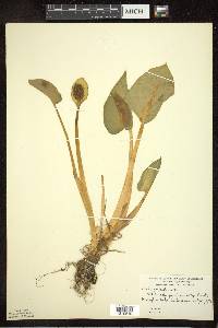 Calla palustris image