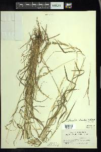 Sphenopholis intermedia image