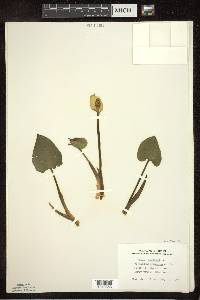 Calla palustris image