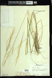 Hesperostipa spartea image