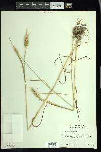 Triticum aestivum image