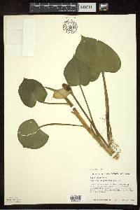 Calla palustris image