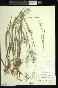 Dichanthelium acuminatum subsp. lindheimeri image