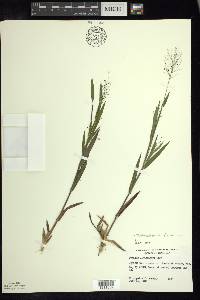 Dichanthelium acuminatum subsp. lindheimeri image