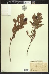 Vaccinium angustifolium image