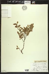 Vaccinium myrtilloides image