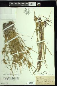 Carex cryptolepis image