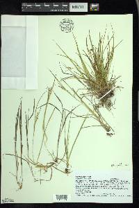 Carex aurea image