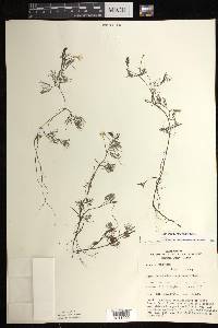 Ranunculus aquatilis image