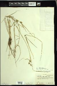 Carex cryptolepis image