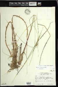 Carex rostrata image