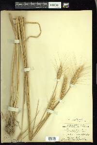 Triticum aestivum image