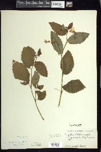 Impatiens pallida image