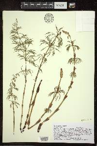 Equisetum sylvaticum image