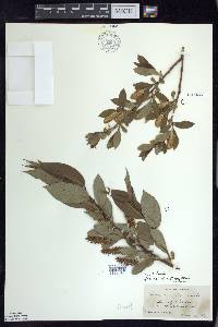 Salix lucida image