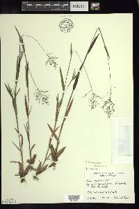 Dichanthelium acuminatum subsp. lindheimeri image