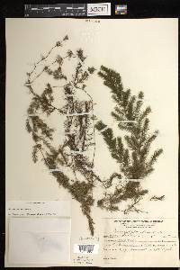 Ceratophyllum demersum image