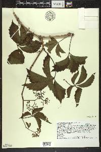 Parthenocissus inserta image