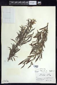 Salix petiolaris image