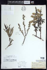 Salix petiolaris image