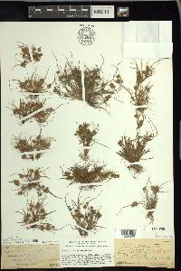 Cyperus squarrosus image