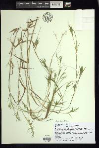 Panicum spretum image