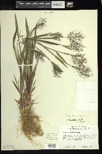 Dichanthelium acuminatum subsp. lindheimeri image