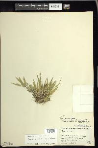 Panicum acuminatum image