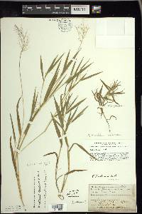 Panicum acuminatum image