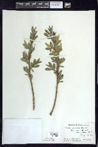 Salix lucida image